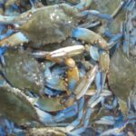 Live Blue Crab