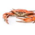 Haşlanmış Mavi Yengeç